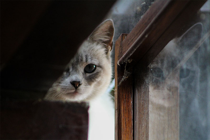 Katze spiegelt sich in Fenster