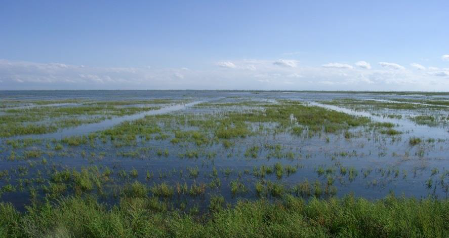 Summer polder on Langeoog Island inundated during high tide
