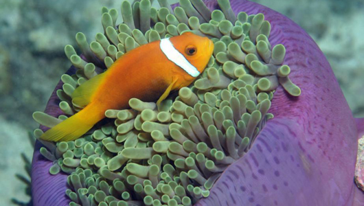 Amphiprion nigripes