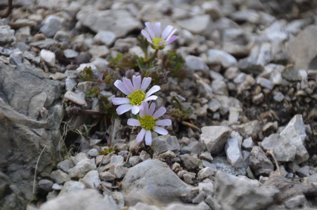 Callianthemum anemonoides