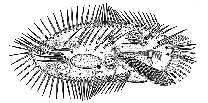 Ciliate_Michael Gruber)
