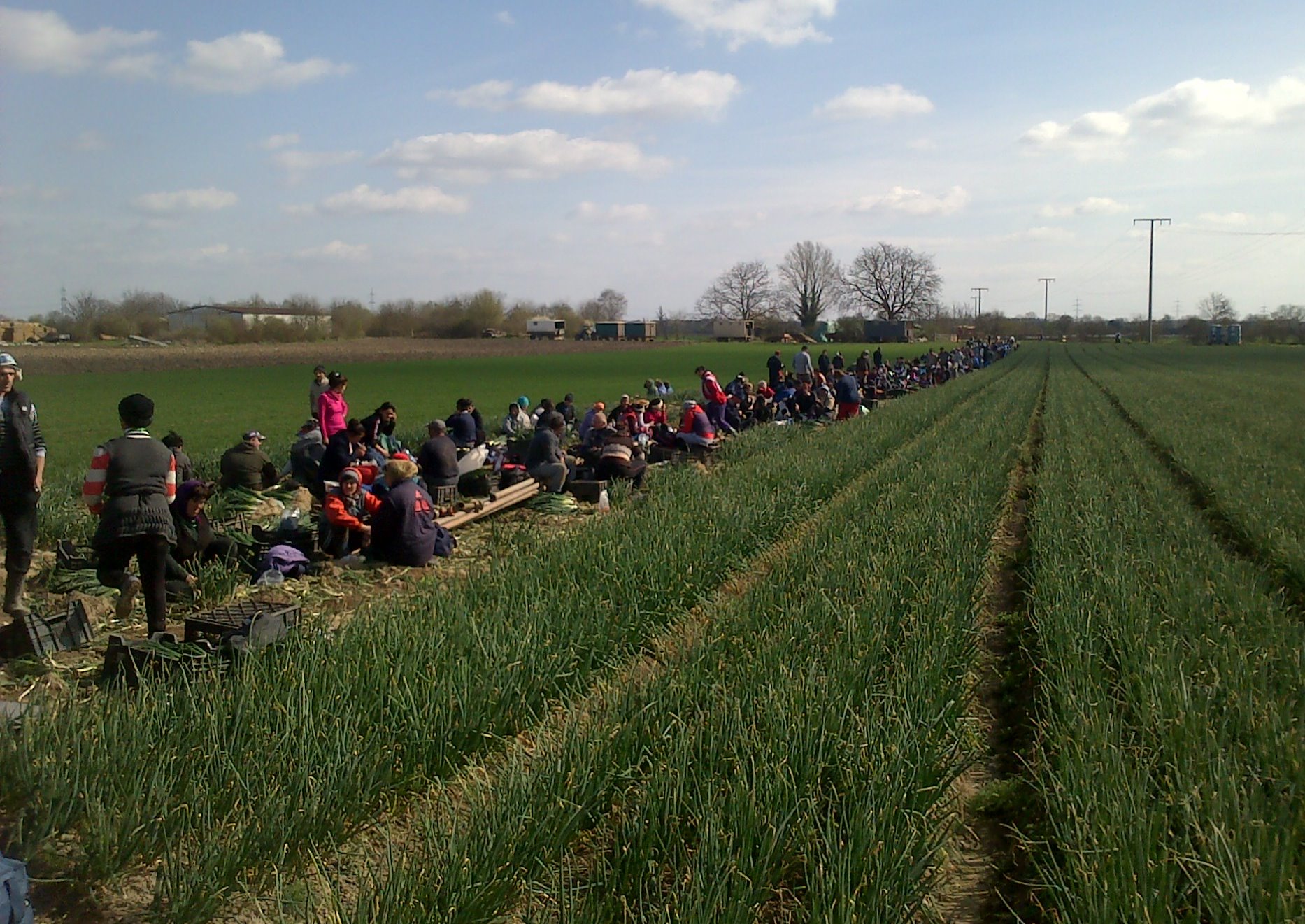 Wanderarbeiter_innen in der Landwirtschaft in Rheinland-Pfalz
