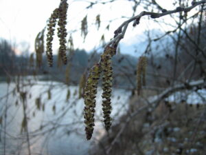 Erle, Bildrechte Pollenwarndienst Salzburg