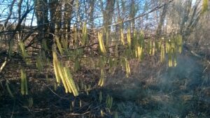 Hasel, Bildrechte Pollenwarndienst Salzburg