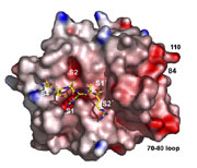 Bild von Protein