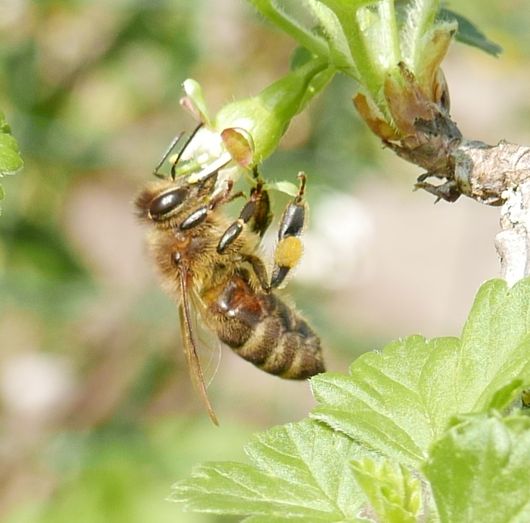 Honigbiene an einer Stachelbeerblüte
