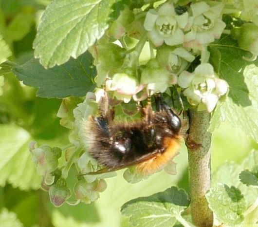 tree bumblebee visiting a black currant flower