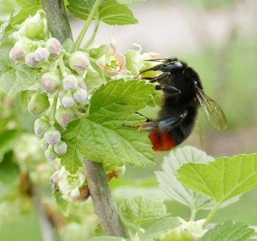 red-tailed bumblebee visinting a black currant flower