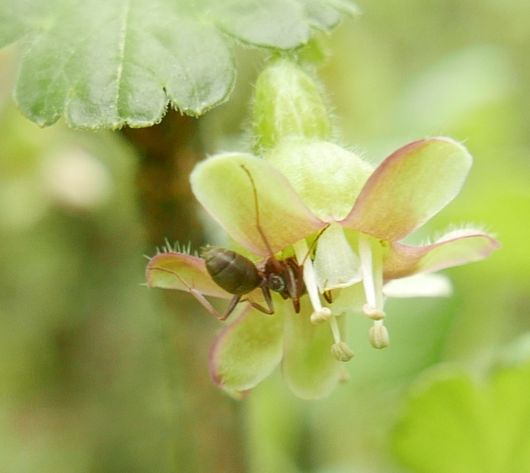 ant visiting a gooseberry flower