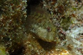 Barrierefreiheit: Kurzbeschreibung des Bildes