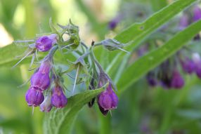 Barrierefreiheit: Kurzbeschreibung des Bildes