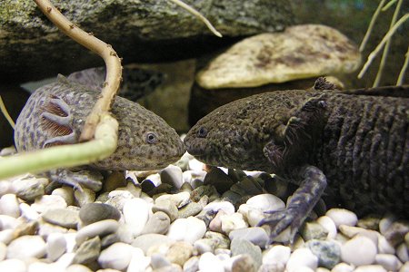 Begegnung zweier Axolotl. Nach kurzem Schnauzenkontakt entfernen sich die Tiere ohne sichtbare Interaktionen wieder voneinander.