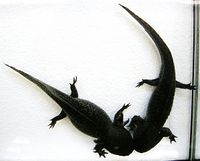 Weibchen (links) und Männchen des Axolotls von oben. Man sieht gut die größere Leibesfülle des Weibchens.