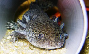 Ein Axolotl in seinem 'Stamm-Versteck', einem Kunstoffrohr