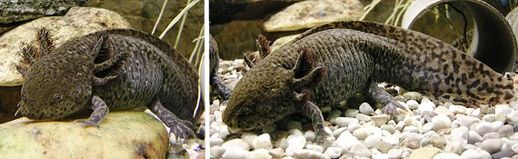 Typisches Nahrungssuchverhalten beim Axolotl mit dicht zum Substrat geneigtem Kopf. Das rechte Tier hat gerade mit Saugschnappen einen Nahrungsbrocken aufgenommen.