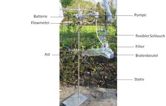 Sammeln des Blütendufts einer Johannisbeere