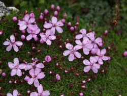 Barrierefreiheit: Kurzbeschreibung des Bildes