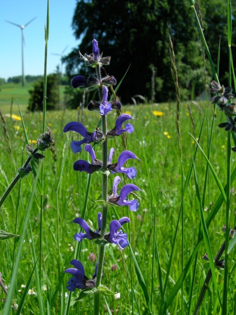Barrierefreiheit: Kurzbeschreibung des Bildes
