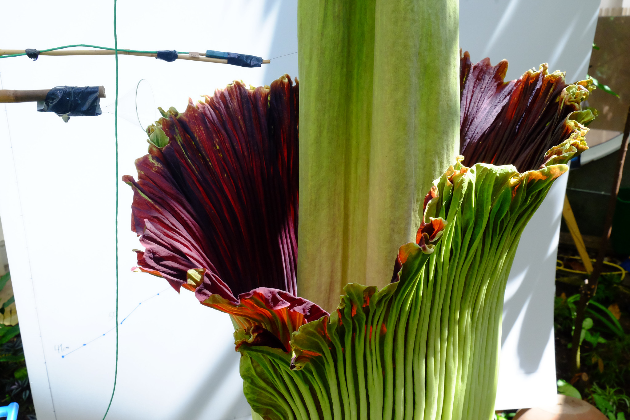 Bild der Titanenwurz