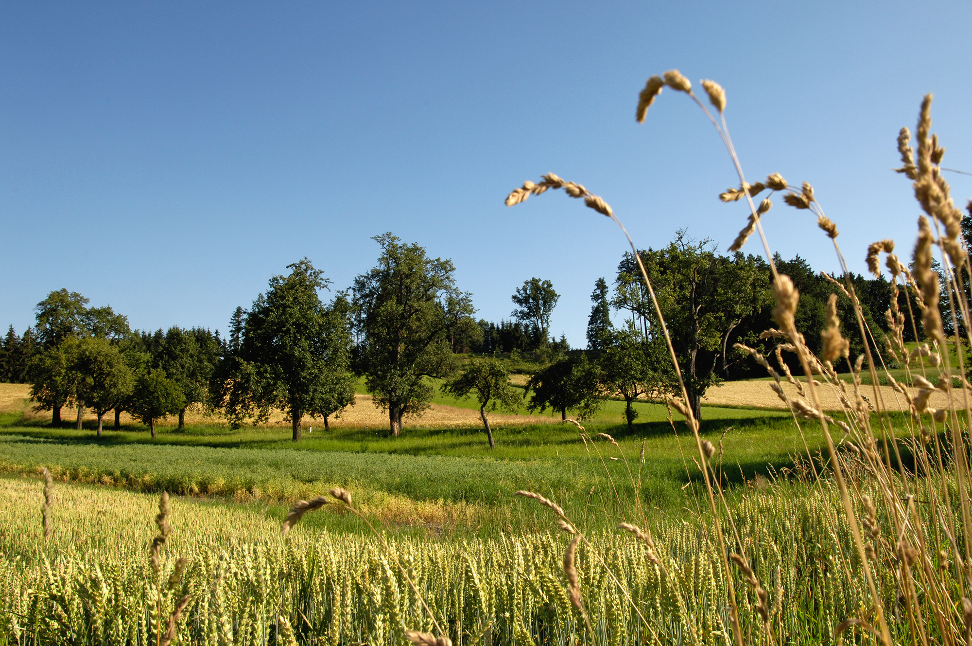 Picture of meadow with trees in background