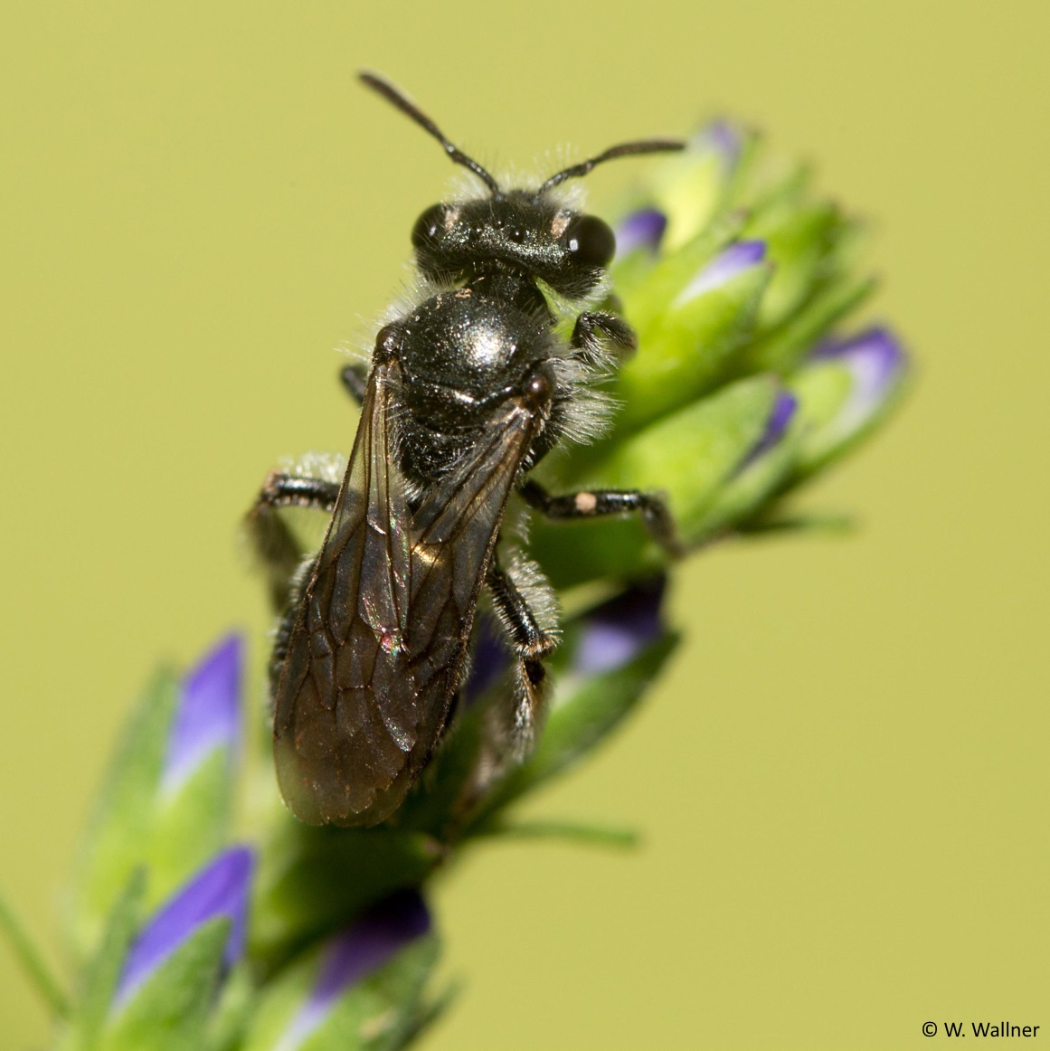 Andrena viridescens, Weibchen, sitzend auf Ehrenpreis