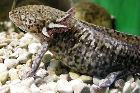 Axolotl im Schulaquarium - Paris Lodron Universität Salzburg