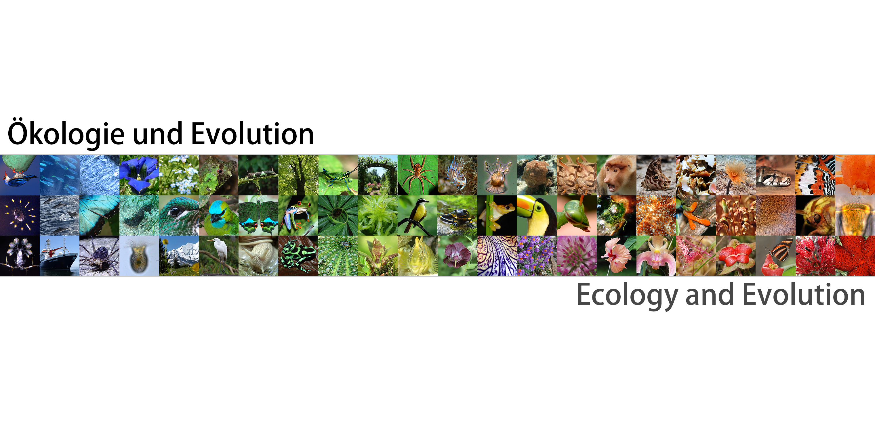 Department Ecology & Evolution/Fachbereich Ökologie und Evolution
