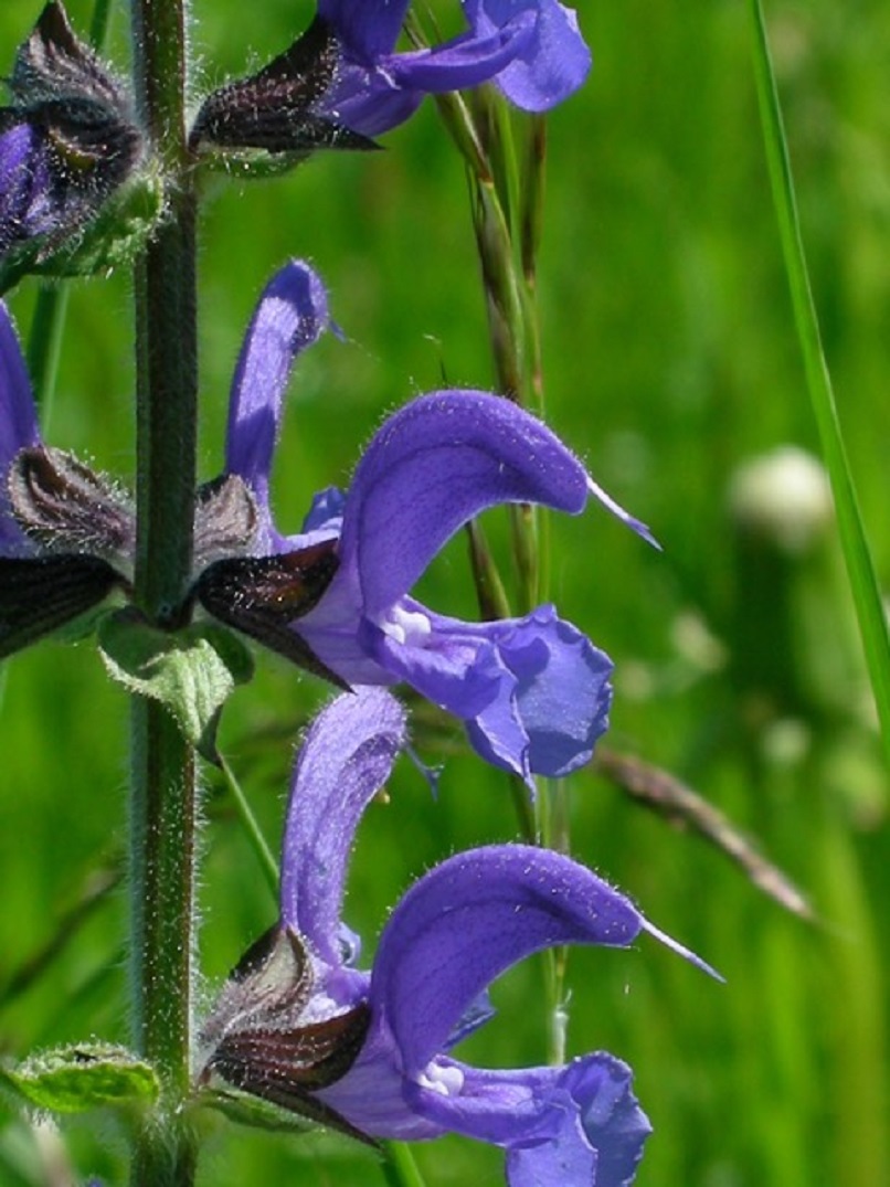 Salvia pratense
