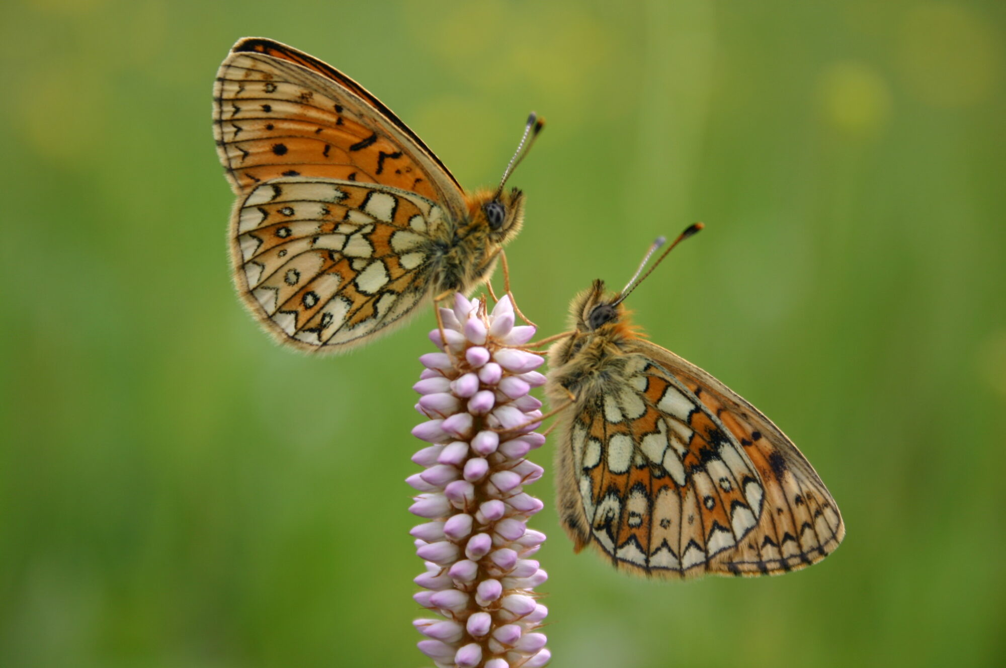 Foto: Der Randring Perlmuttfalter Boloria eunomia -, ein Verlierer der agrarischen Intensivierung, Fotonachweis: Jan Habel