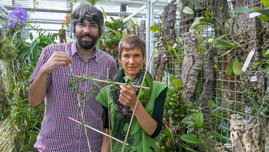 Foto: Universitätsprofessor Stefan Dötterl und Dr. Annemarie Heiduk mit der „raffinierten“ Fallschirm-Leuchterblume. Fotonachweis: Kolarik