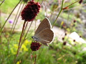 Heller Wiesenknopf-Ameisenbläuling, Phengaris teleius (Foto:T. Rupp).