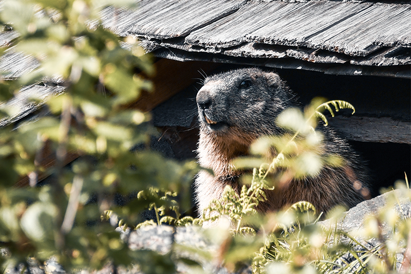 Wanderungen für Anfängerinnen Murmeltier