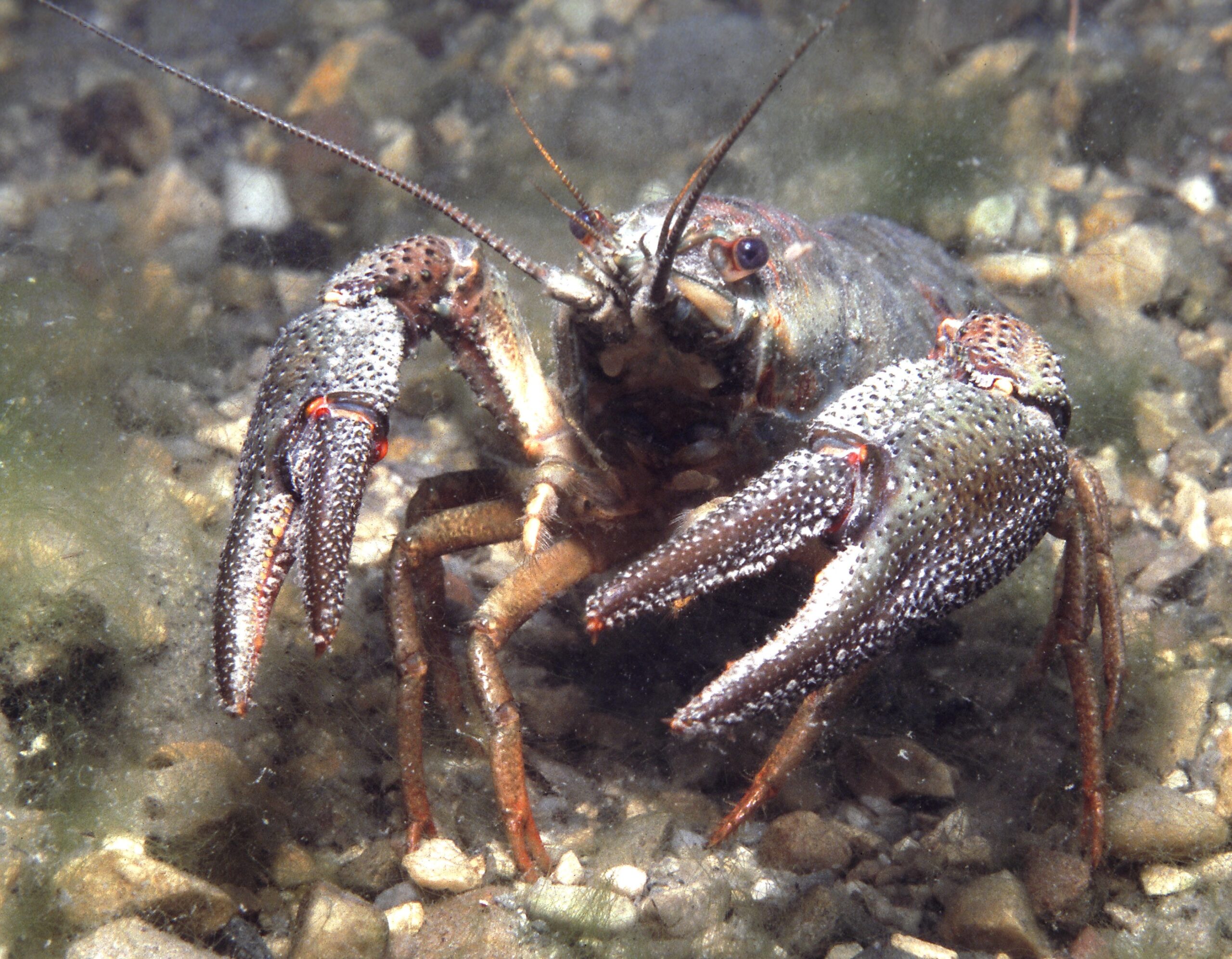 Abb1-Krebs[21295][1]