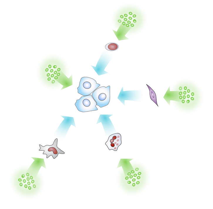 cytokines have different cellular targets