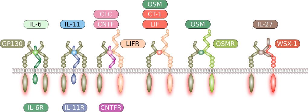 The family of IL-6 cytokines