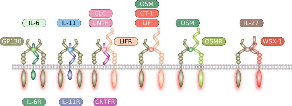 Übersicht über die IL-6 Familie.