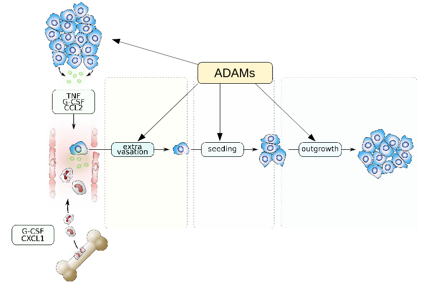 ADAM proteases in oncogenesis and metastasis.