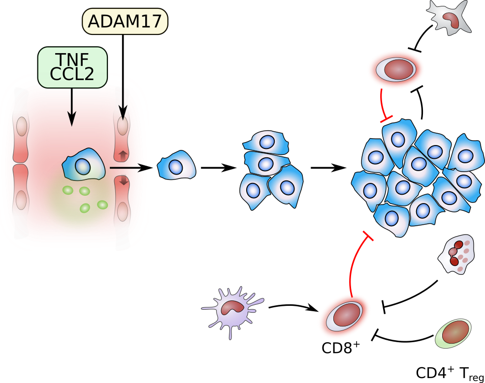 Das Immunsystem während der Tumormetastasierung.