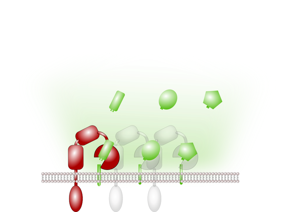 ADAM proteases shed ectodomains of cytokines