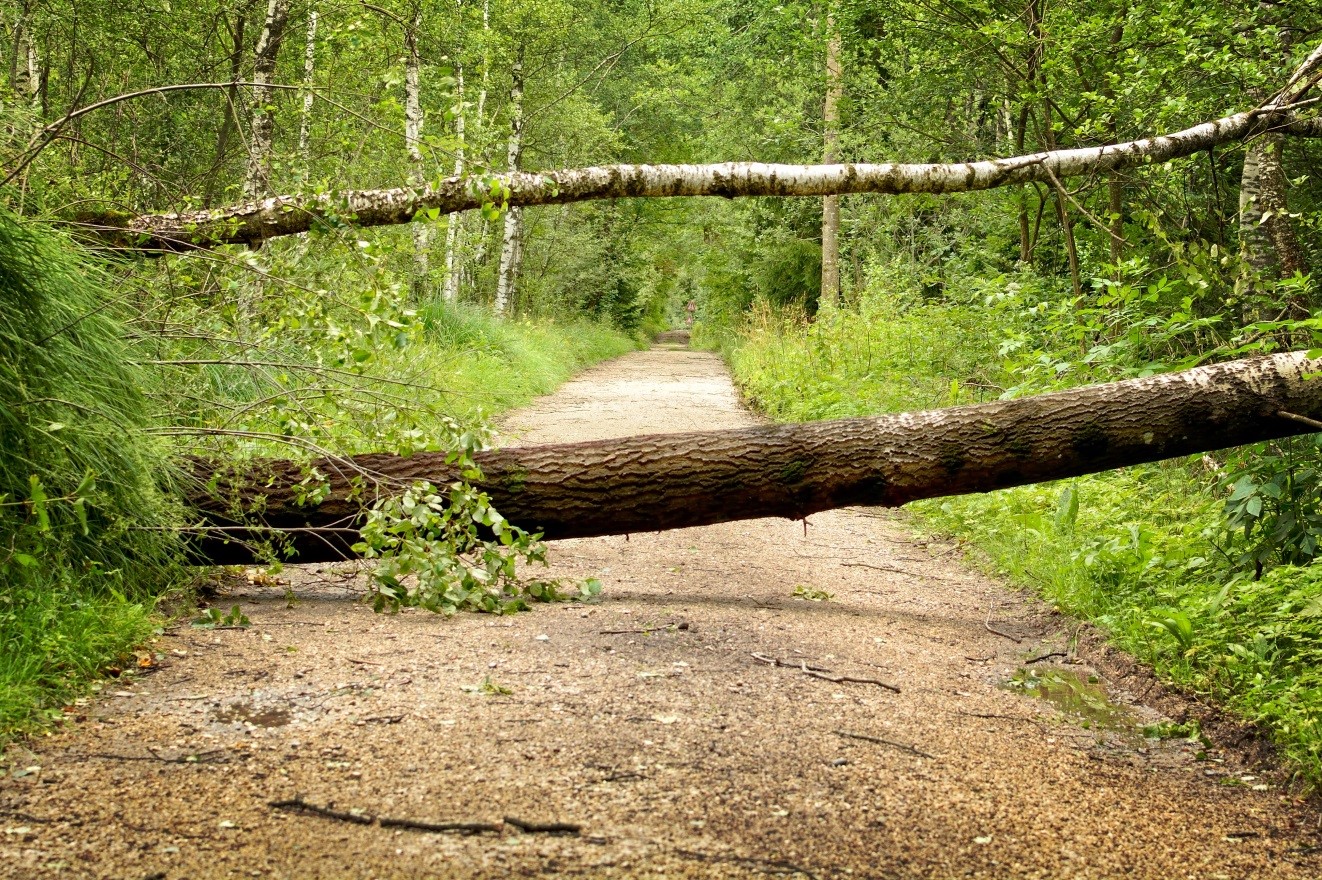 Ein umgestürzter Baum versperrt einen Waldweg