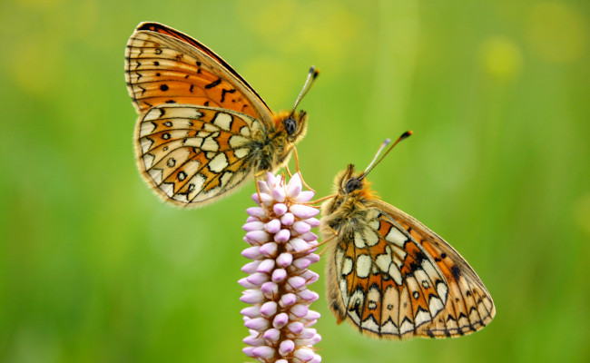 Foto Schmetterling