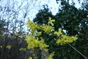 Forsythie