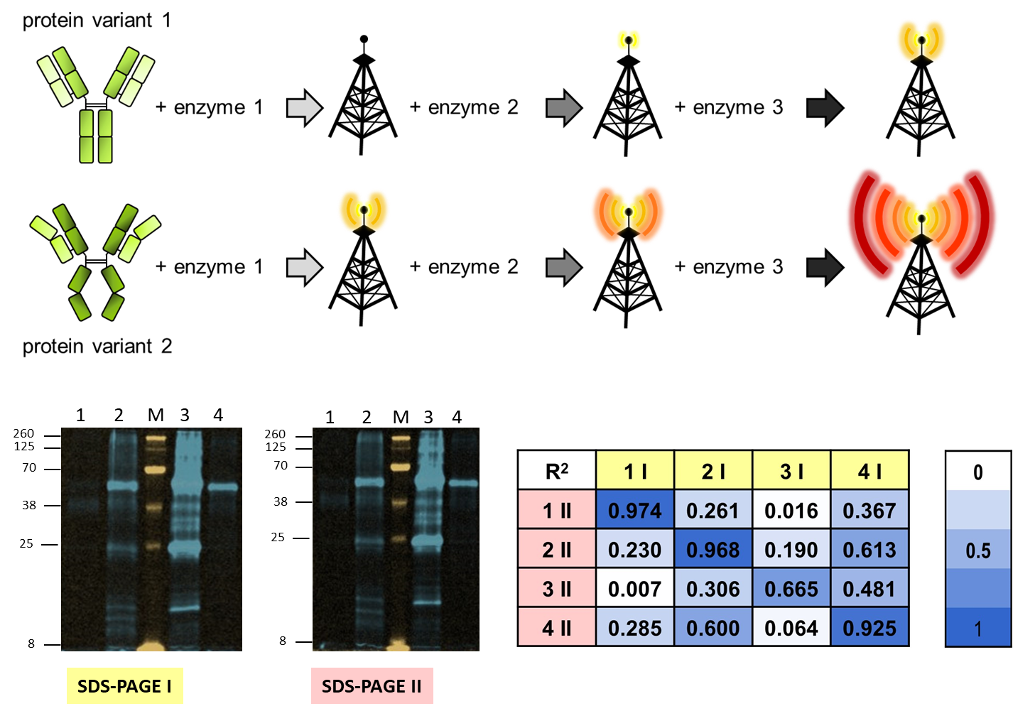 fluorescent enzyme cascade