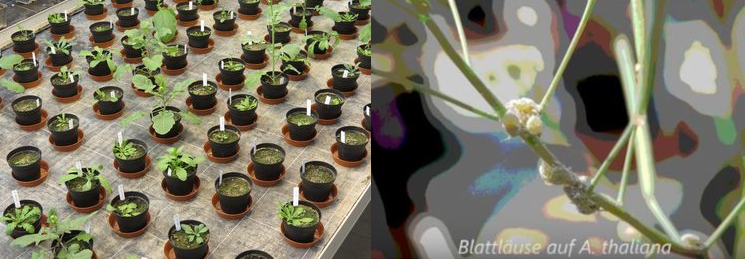 Kathrin Mössler conducted this plant-soil feedback experiment in the greenhouse for her BSc thesis and found beautiful aphids on Arabidopsis thaliana.