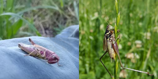 Grasshoppers found by Vanessa Lenhof during her MSc thesis on the effects of extensive vs. intensive grassland management in Salzburg.