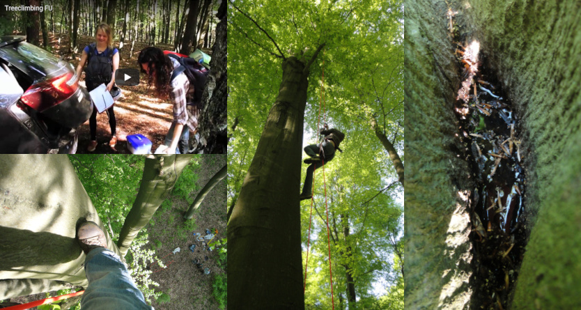 Tree-hole research by Anastasia Roberts in the Biodiversity Exploratories in Germany.