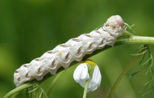 Raupe des Kamillen-Mönchs (Cucullia chamomillae) 