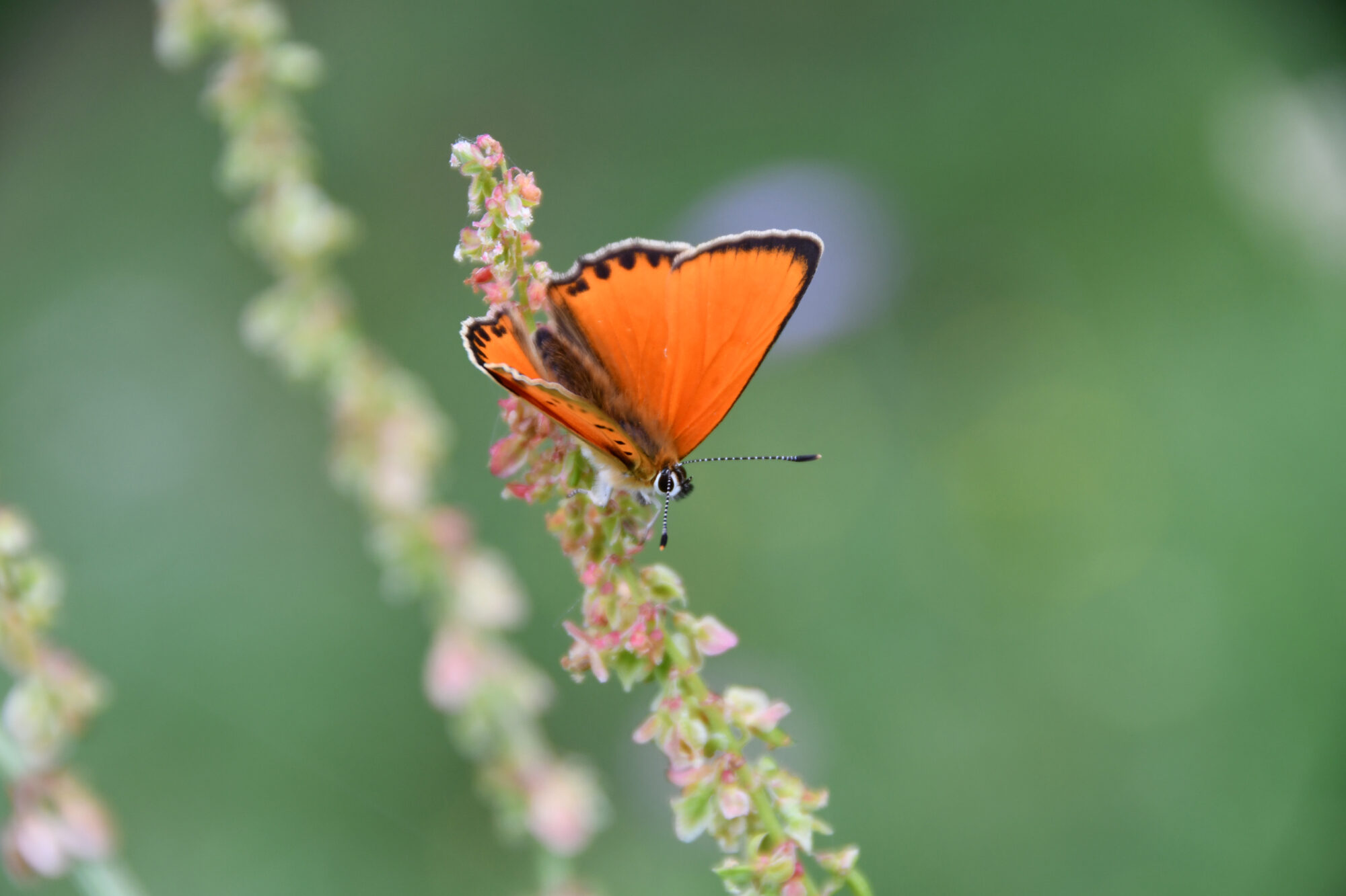 Lycaena virgaureae_kleiner