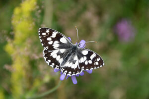 Melanargia galathea_kleiner