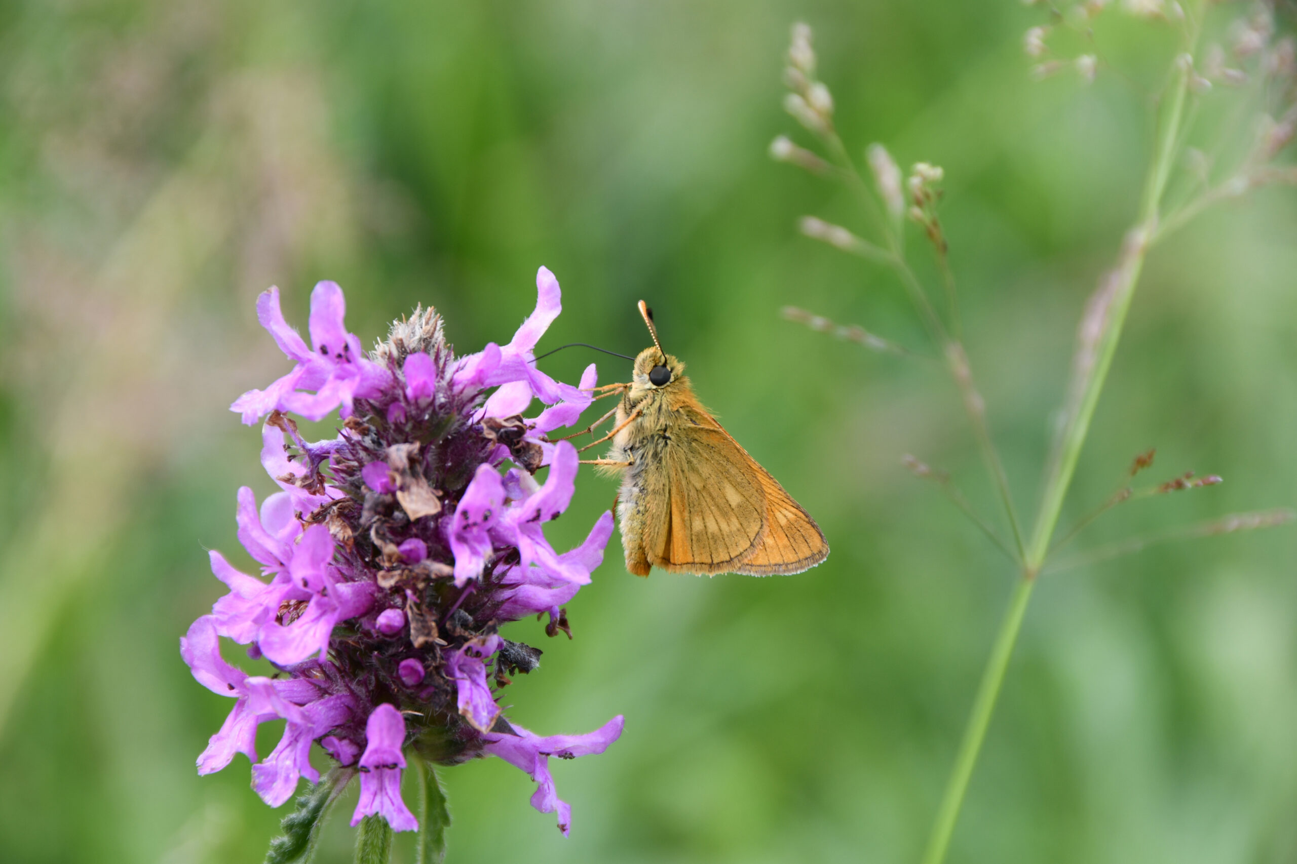 Ochlodes sylvanus_kleiner